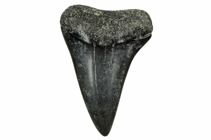 Fossil Broad-Toothed Mako Tooth - Georgia #339899